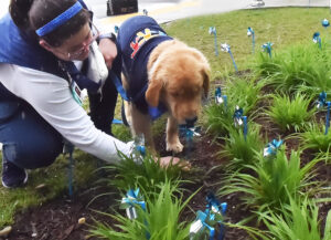 Children's hospital plants "pinwheels for prevention" of child abuse